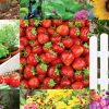 Flower and Garden Supplies Fundraiser flower